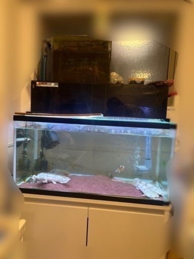 9045水槽 、台、レイシー上部フィルター 、ドライBOX 、生体、ろ材、ライト等フルセット