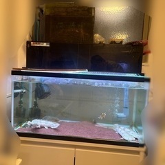 9045水槽 、台、レイシー上部フィルター 、ドライBOX 、生体、ろ材