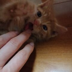 譲渡先決定☆茶トラ男の子　生後一ヶ月 - 猫