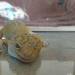 ヒョウモントカゲモドキ レオパ