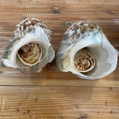 ✨夜光貝✨蓋つき貝殻 2個セット