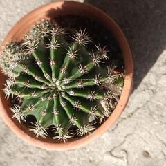 多肉植物　丸サボテン　花盛丸　エキノプシス属　白い大きな花　小苗2個付　　茶の画像