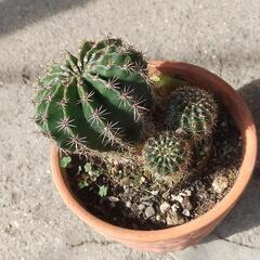 多肉植物　丸サボテン　花盛丸　エキノプシス属　白い大きな花　小苗...