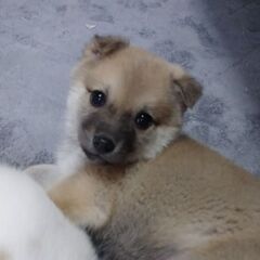 生後１ヶ月半のつくしちゃん 里親募集中