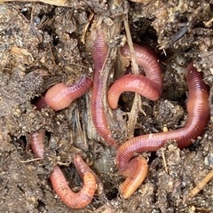 ミミズみみず50匹＋α（家庭菜園、コンポスト、生餌）藁室飼育