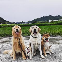 (家庭犬のしつけ) れんこんドッグスクール