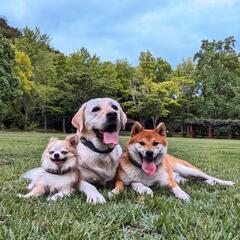 (家庭犬のしつけ) れんこんドッグスクールの画像