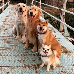 (家庭犬のしつけ) れんこんドッグスクールの画像