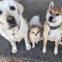(家庭犬のしつけ) れんこんドッグスクールの画像