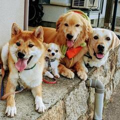 (家庭犬のしつけ) れんこんドッグスクールの画像