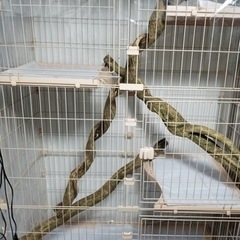 PETEPELA(ぺテぺラ) 猫 ケージ 大型の画像