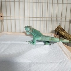 PETEPELA(ぺテぺラ) 猫 ケージ 大型の画像