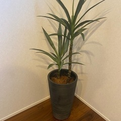観葉植物（造花）2500円
