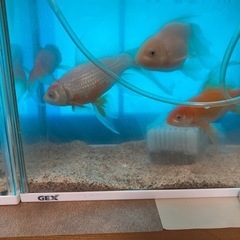 金魚8匹　和金と雑種系