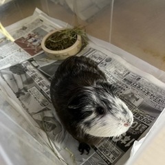 モルモット飼いませんか？