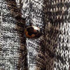 美品　薄手ニットアウターの画像