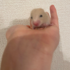 キンクマハムスター　男の子　＊関東・九州可能です！ - 今治市