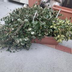 植物