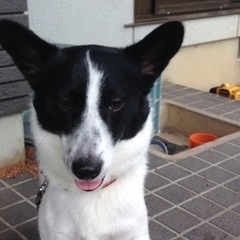 柴犬