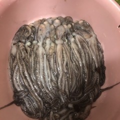 【大体30センチシガヤー】餌用の画像