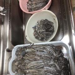 【大体30センチシガヤー】餌用の画像