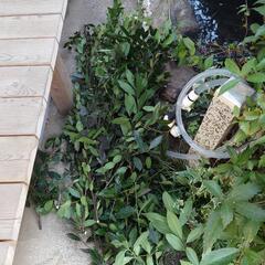 月桂樹の葉の画像