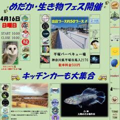 めだか&生き物フェスin平塚