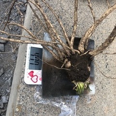 山わさび②の画像