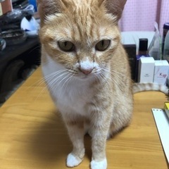 ☆ この子見かけたら 連絡下さい🙏 (無事見つかりました！)