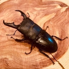 本土ヒラタクワガタ