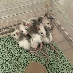 【ブリーダー直売🐭】自家繁殖のヤワゲネズミ