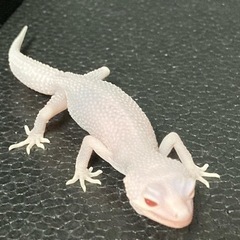【ブリーダー直売🦎】　ヒョウモントカゲモドキ（レオパードゲッコー...