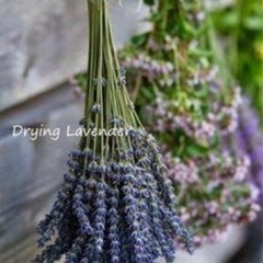 ラベンダー　の画像