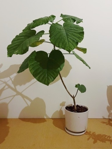 ウンベラータ 100cm 陶器の鉢付き