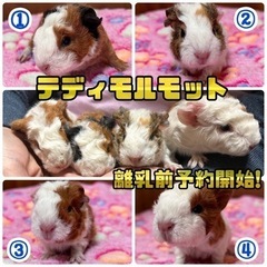 《沖縄》テディモルモット 7000円✨