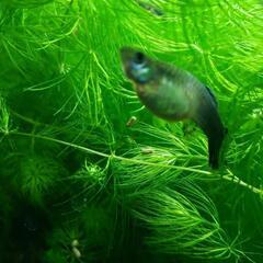大好評　アクアリウム　お魚が喜ぶ水草　まつも草