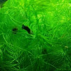 大好評　アクアリウム　お魚が喜ぶ水草　まつも草の画像