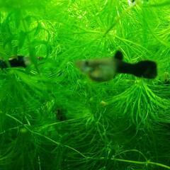 大好評　アクアリウム　お魚が喜ぶ水草　まつも草の画像
