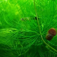 大好評　アクアリウム　お魚が喜ぶ水草　まつも草の画像