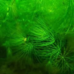 大好評　アクアリウム　お魚が喜ぶ水草　まつも草の画像