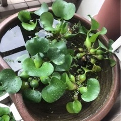 水鉢　メダカ鉢の画像
