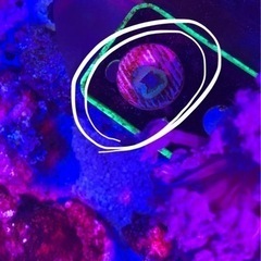 株分け♡レア サンゴ♡サンゾアンシッド　マメスナ　1ポリプ