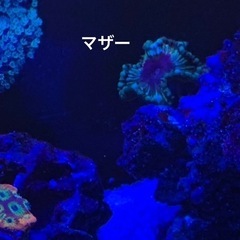 株分け♡レア サンゴ♡サンゾアンシッド　マメスナ　1ポリプの画像