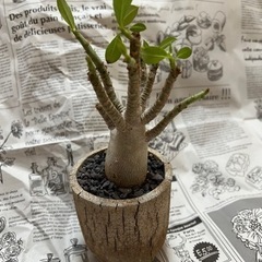 【観葉植物】アデニウムアラビカム☆鉢付き