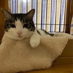 皆さんのご支援で回復‼️イケメン男子 - 猫