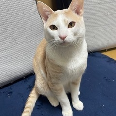ホワイトクリームタビー10ヶ月のイケメンくん🐈💕