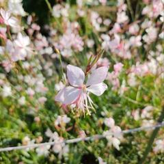 ガウラ　花の苗　ヤマモモソウ　白蝶草　植物　草花