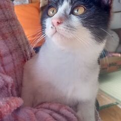 高齢者の多頭飼育の子猫たち〜生後2ヶ月半の男の子と女の子