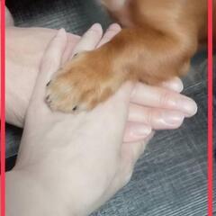 子なし　犬を飼っている　同世代のお友達が欲しいです☺️