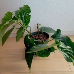 木立性ベゴニア